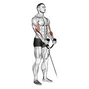 Curl De Bíceps Con Cuerda