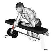 Curl De Mancuerna Con Banco