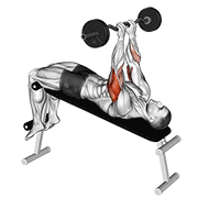 Press De Tríceps En Banco Declinado Con Barra Ez - Variante Mini