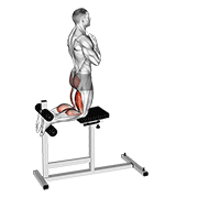 Elevación De Glúteos Y Isquiotibiales