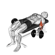 Curl De Bíceps Acostado