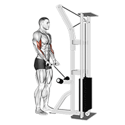 Curl De Bíceps Con Cable