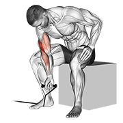 Curl De Bíceps Con Banda