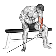 Curl De Bíceps Sentado Con Cable